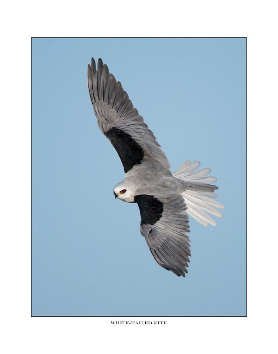 _0SB1776 white-tailed kite a85x11.jpg